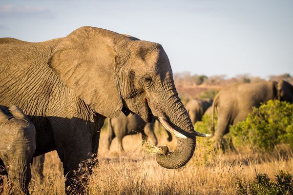 Kruger National Park and Greater Kruger Area