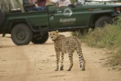 Swain's Southern Africa