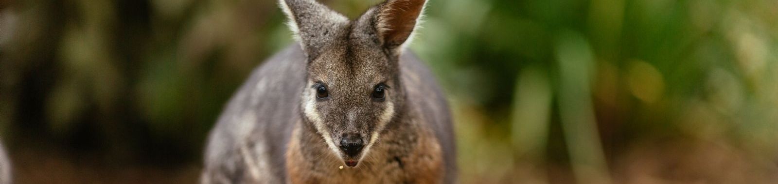 Wild Australia