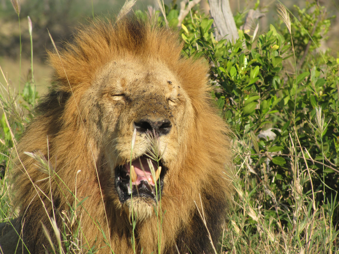 Single-male-lion,-singita-boulders-(1) - Swain Destinations