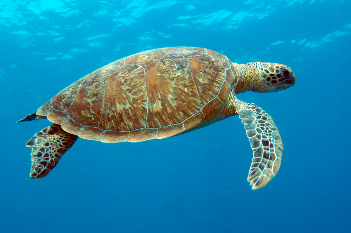 Green Turtle | Photo Credit: Tourism Queensland - Swain Destinations