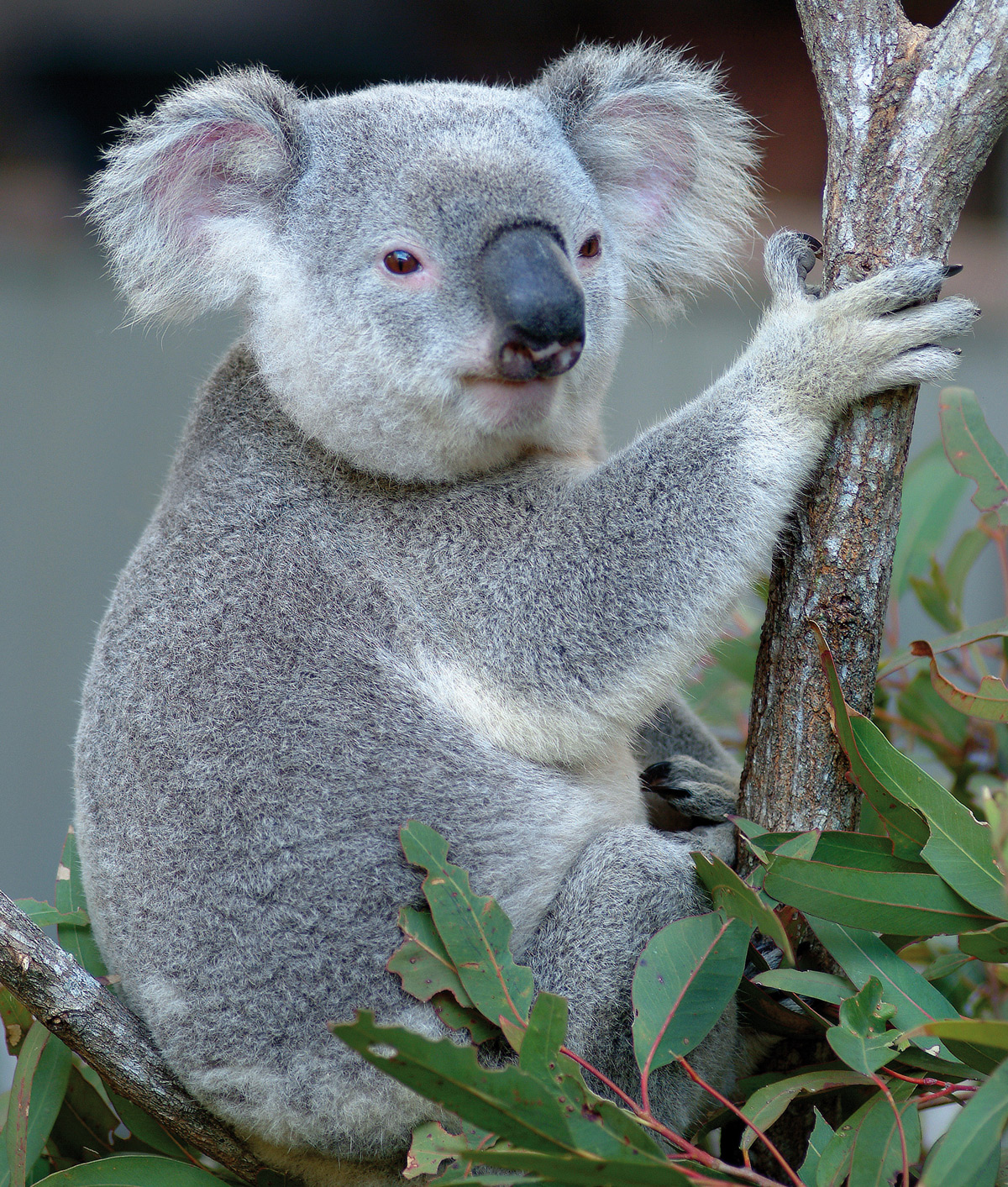 Как называют животный мир. Животные Австралии коала. Коала сумчатое животное. Сумчатый медведь коала Австралия. Эндемики Австралии коала.