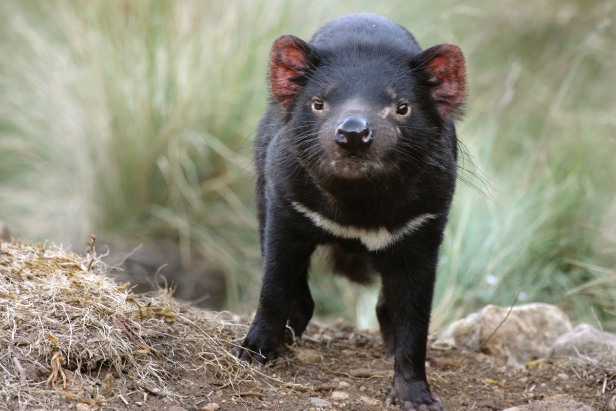 Interesting fun facts about tasmanian devils - Tourism Australia