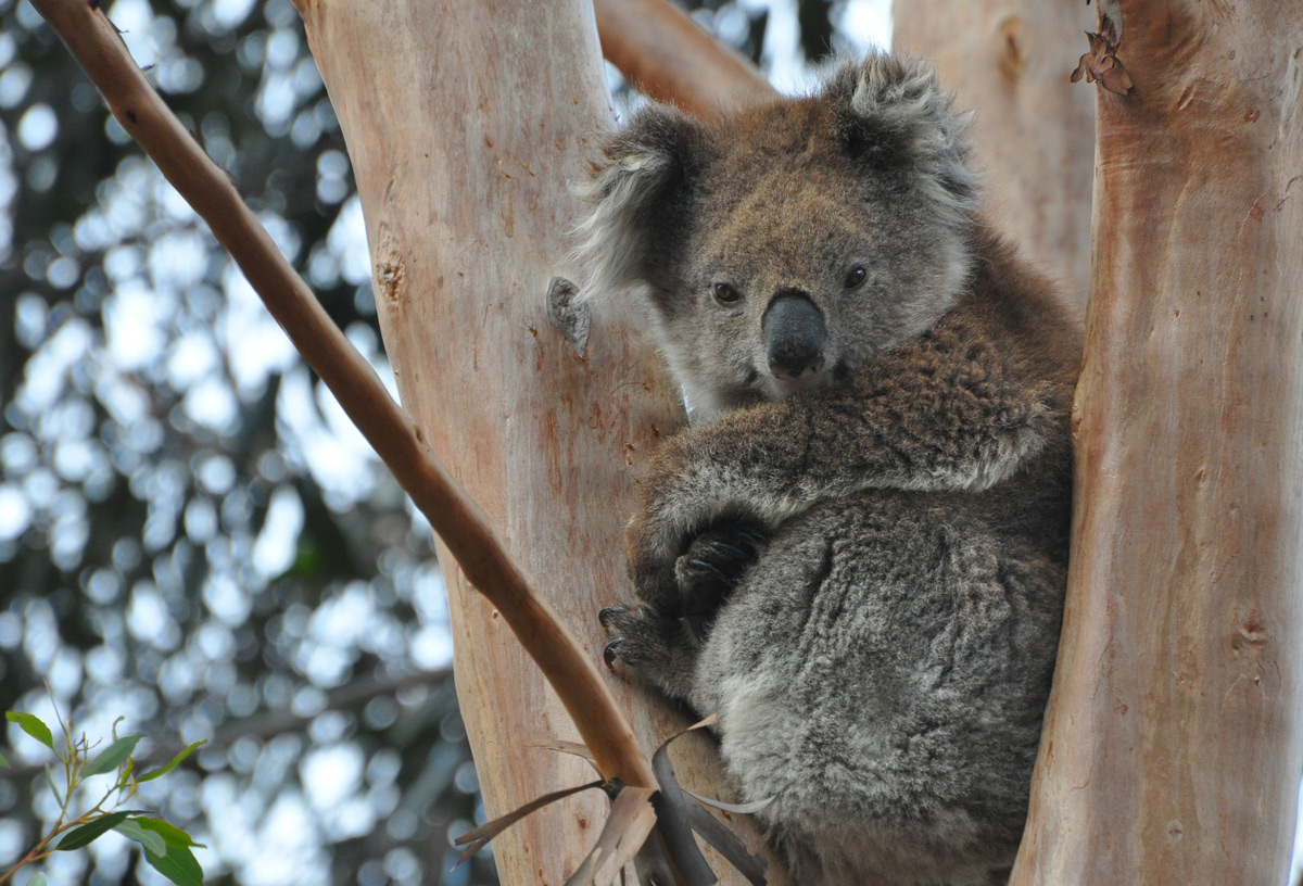 Koala predators - defensestorm