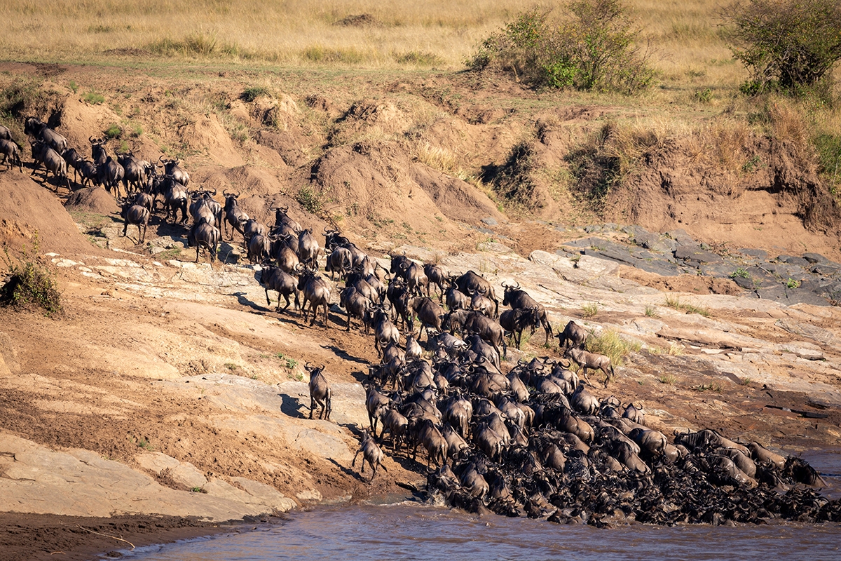 My First Great Migration in Africa Swain Destinations