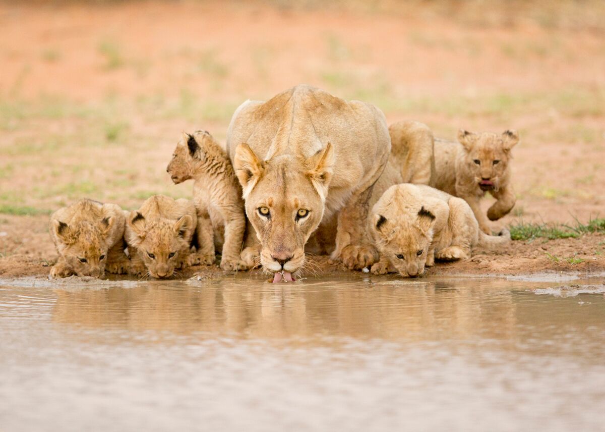 Lions-at-watering-hole