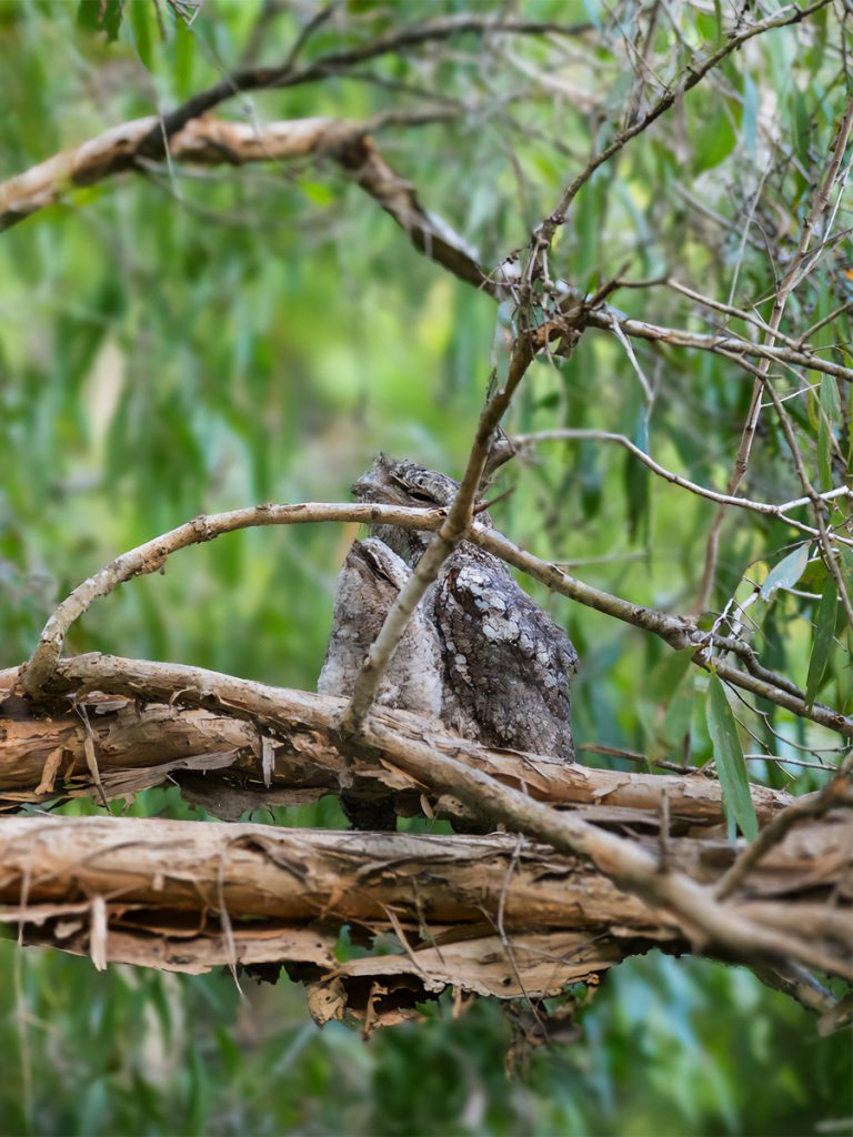Two tawny frogmouth birds hiding amongst branches in a tree.