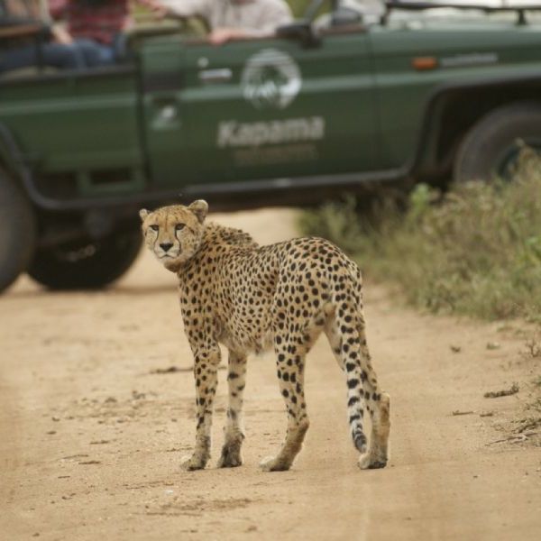 Swain's Southern Africa