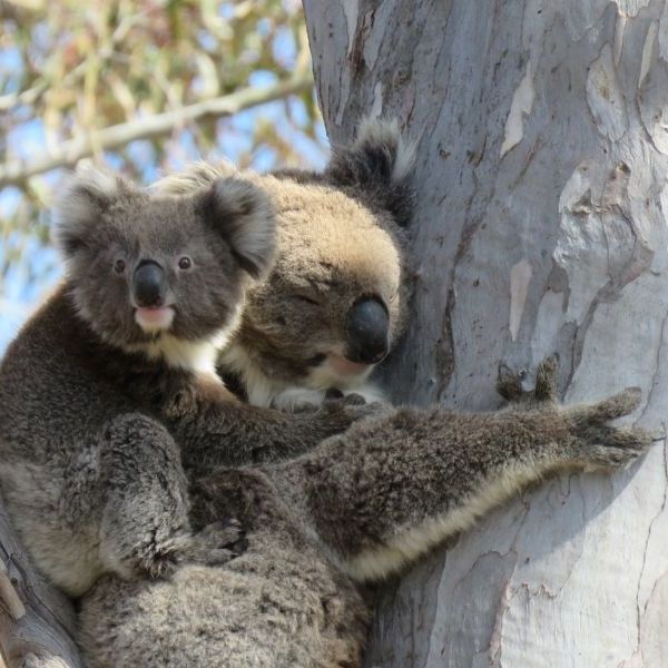 Wine and Wildlife Discovery