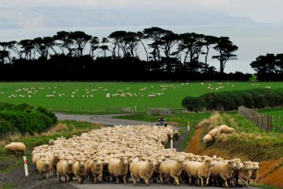 New Zealand’s Autumn Colors in Luxury